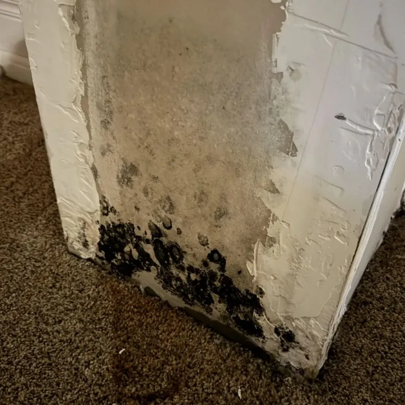 Professional Mold Removal in West Elsdon, IL